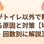猫がトイレ以外で粗相する原因と対策【場所・回数別に解説】