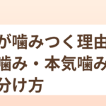 猫が噛みつく理由と甘噛み・本気噛みの見分け方