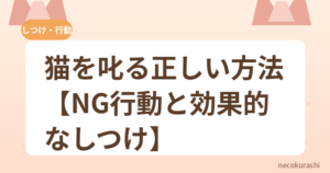 猫を叱る正しい方法【NG行動と効果的なしつけ】