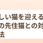 新しい猫を迎えるときの先住猫との対面方法