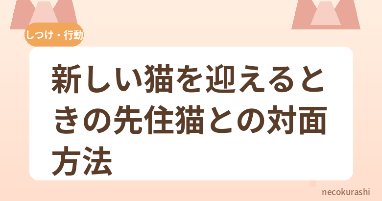 新しい猫を迎えるときの先住猫との対面方法