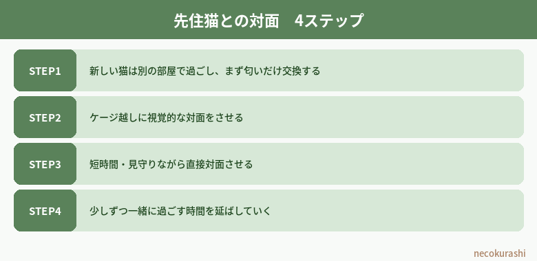 先住猫との対面4ステップ